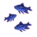 Raw Mistwater Herring Raw Mistwater Herring