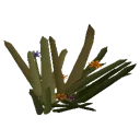 Wildgrowth Wildgrowth