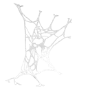 Spider Web (Wide) Spider Web (Wide)