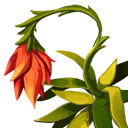 Heartbell Vine Heartbell Vine