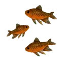 Cooked Mistwater Herring Cooked Mistwater Herring