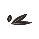 Vulture Feathers Vulture Feathers